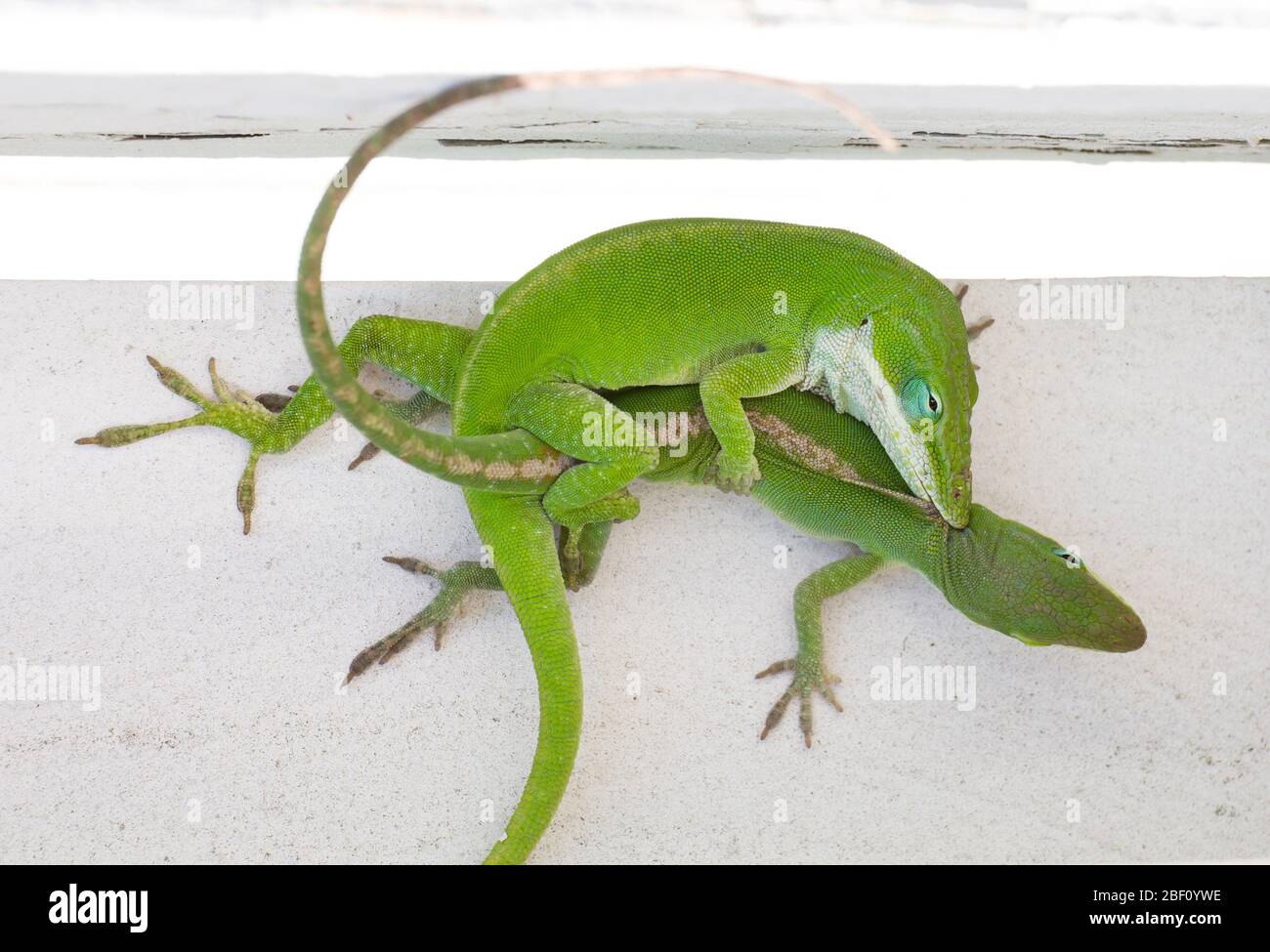 Nahaufnahme von zwei Carolina Anole Eidechsen, die sich auf einem weißen Zaun paaren. Stockfoto