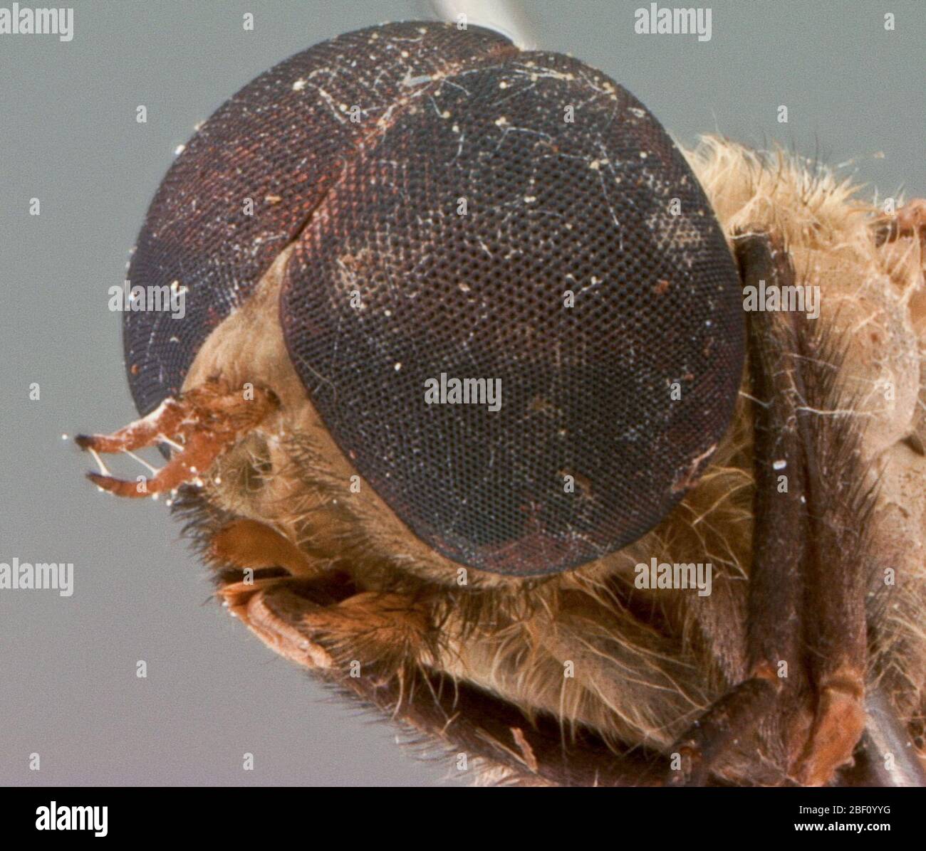 Cydistomyia Cydistomyia pilipennis. Holotyp Männlich. Länge: 11.8 mm; Flügel: 11.5 mm. Stockfoto