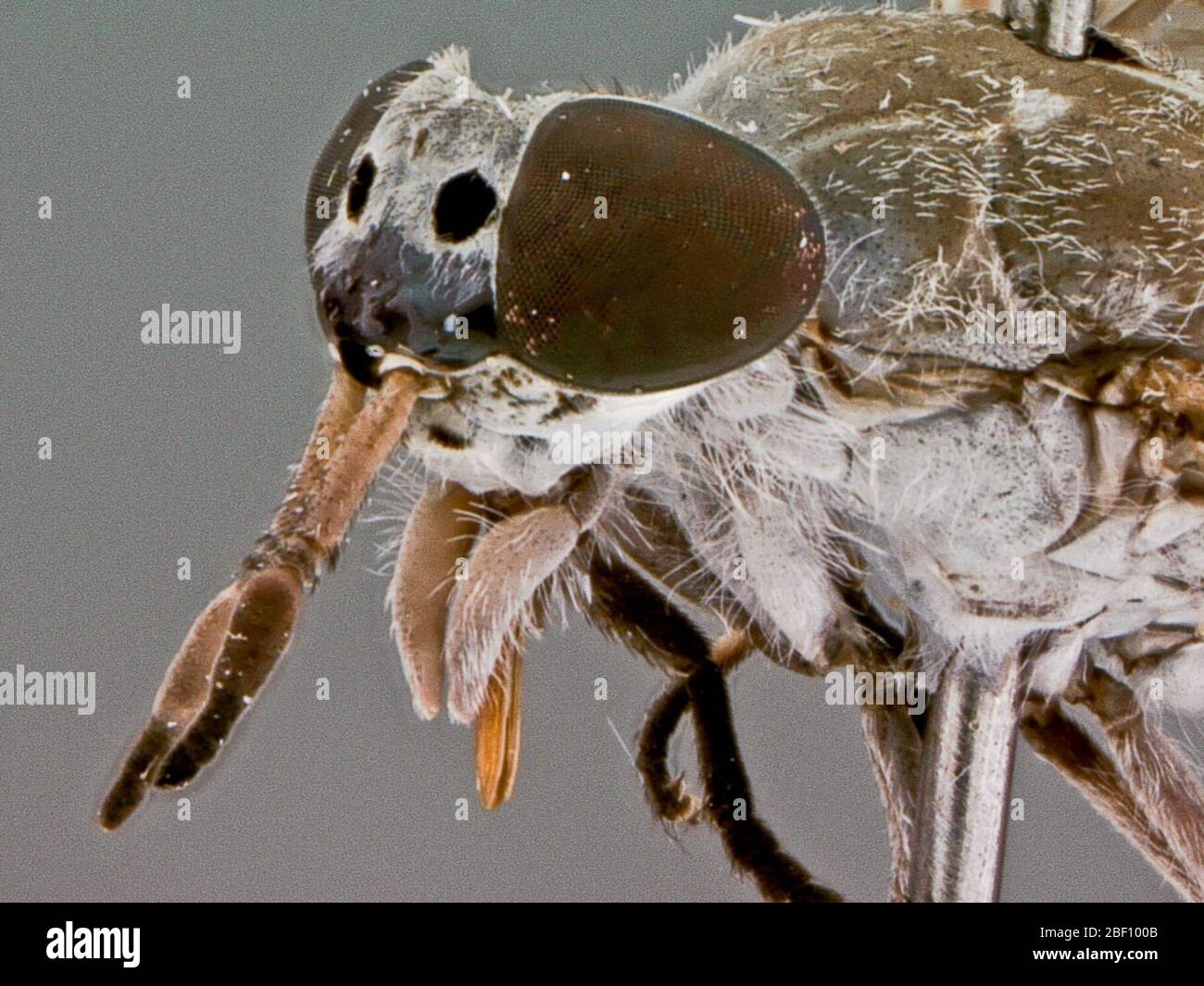 Haematopota bequaerti. Holotyp weiblich: Länge: 9.5 mm; Flügel 8.2 mm; Antenne 2.2 mm. Stockfoto