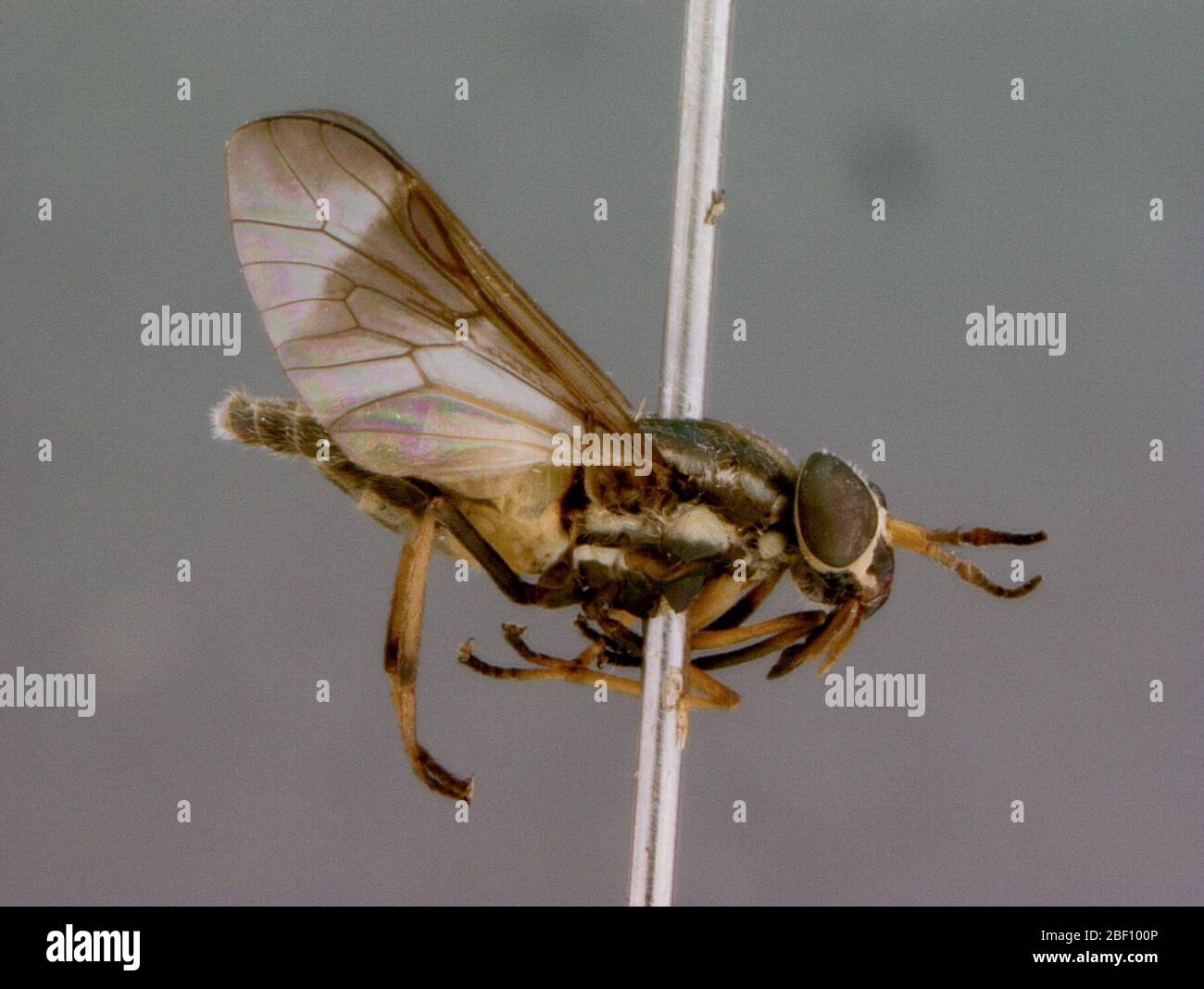 Chrysops harmani. Holotyp Buchse, 7 mm. Antennen normal, erstes Segment gelb, zweites bräunlich, drittes dunkelbraun bis schwarz mit etwas hellerem Basalanteil. Fransen mit gräulich gelbem Pollen; frontale Callosita schwarz, etwas breiter als groß. Stockfoto