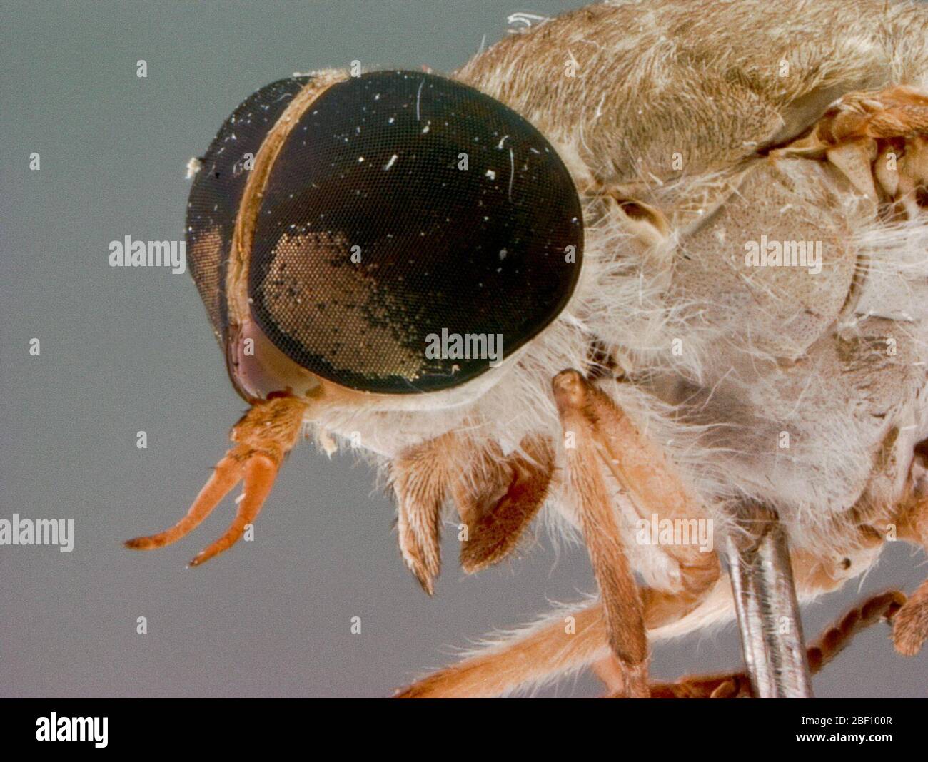 Tabanus tumidicallus. Holotyp Weiblich. Länge: 14.4 mm; Flügel 12.8 mm. Frontaler Index 6.2; Frons braun tomentose und gemischt schwarz und gelblich pilose, nicht merklich verengt ventral; [Label H] HOLOTYP Nr. 76449 Tabanus tumidicallus Burger; [Label 1] CEYLON: Gal.Dist. Stockfoto