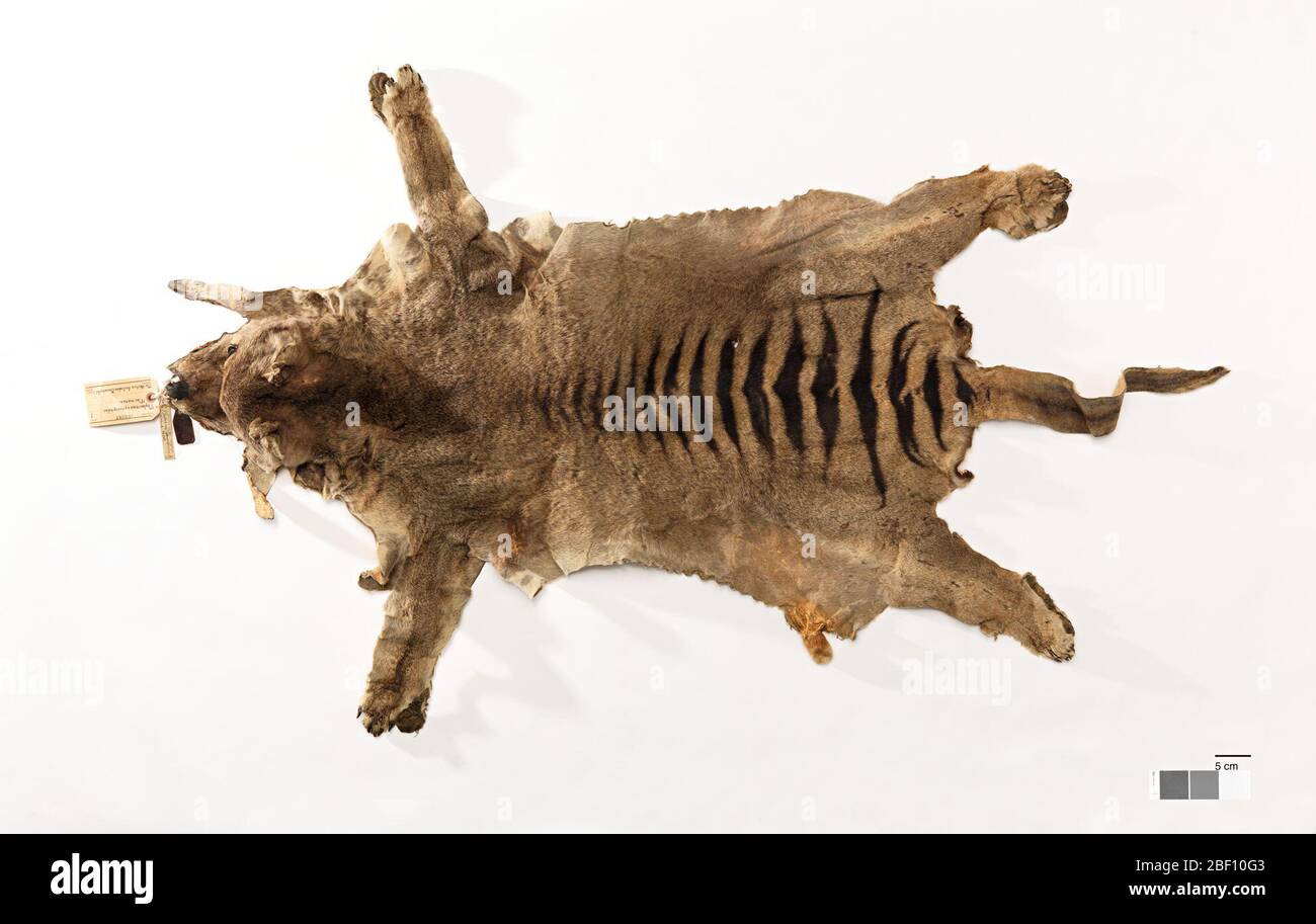 Thylacinus cynocephalus. August 20141, 20 Stockfoto