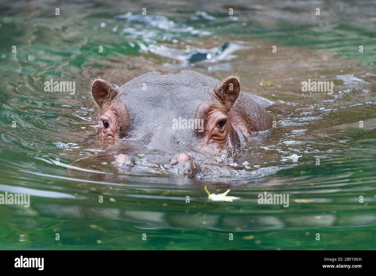 Ein Nilpferd - Nilpferd amphibisch - Nilpferd im Wasser liegend Stockfoto