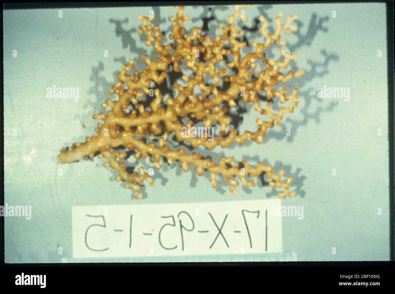 Madrapora oculata tenuis. 20 Okt 201417-X-95-1-51 Stockfoto