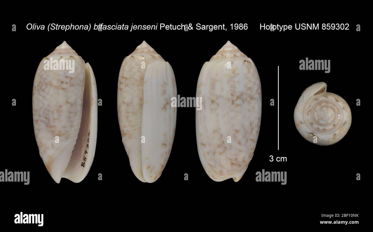 Oliva Strephona bifasciata jenseni. 20. Januar 20161 Stockfoto