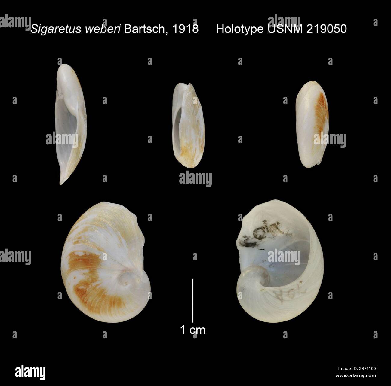 Sigaretus weberi. 20. Januar 20161 Stockfoto
