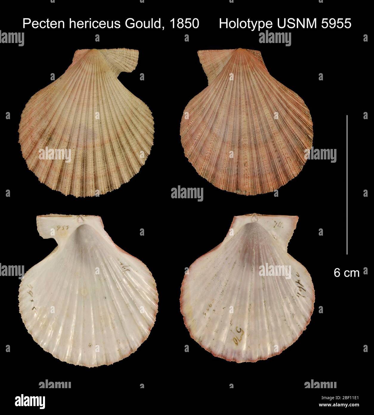 Pecten hericeus. 20. Januar 20161 Stockfoto