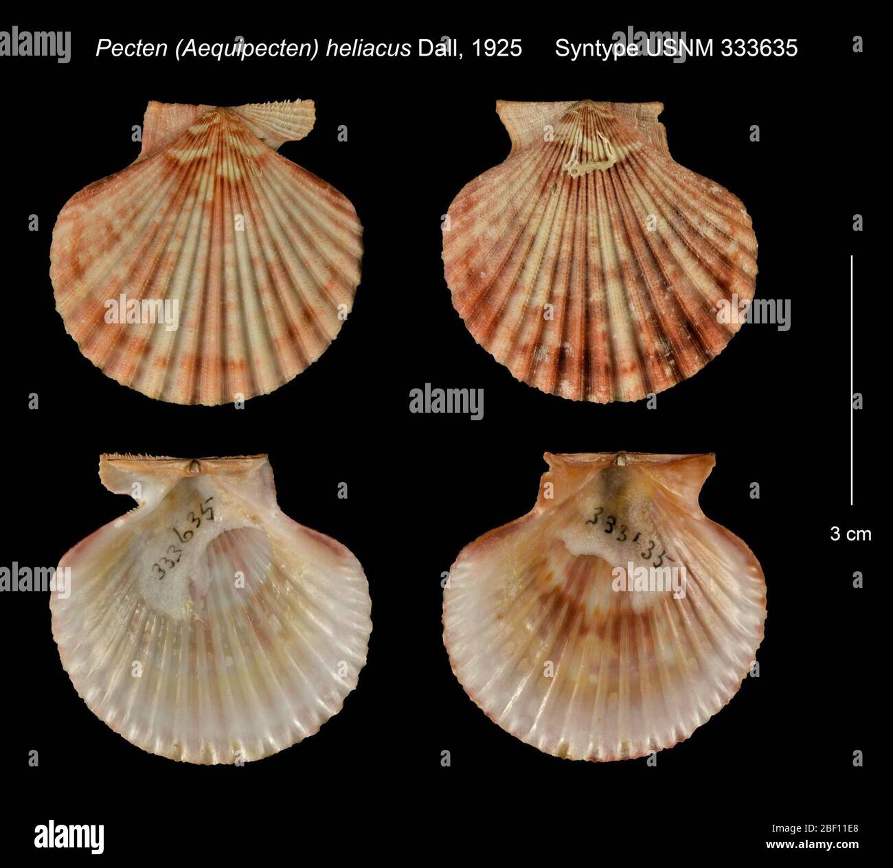 Pecten Aequipecten heliacus. 20. Januar 20161 Stockfoto