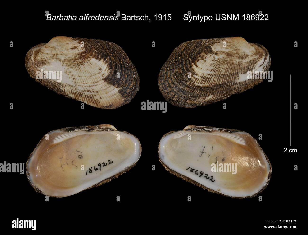 Barbatia alfredensis. März 20168 Stockfoto