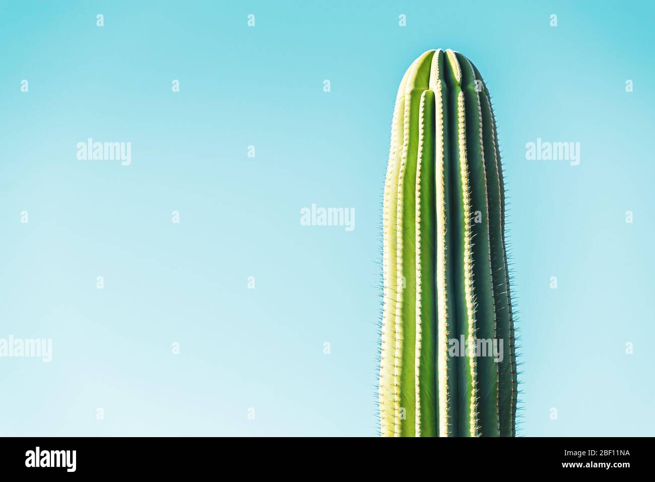 Nahaufnahme auf einem großen grünen Kaktus über hellblauem Pastellgrund. Helle und bunte Kaktus Hintergrund. Stockfoto