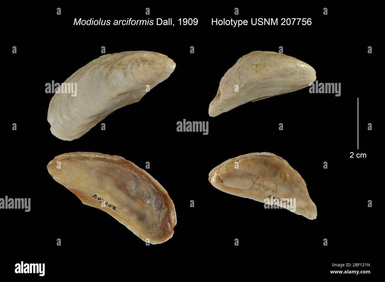 Modiolus arciformis. 20. Januar 20161 Stockfoto