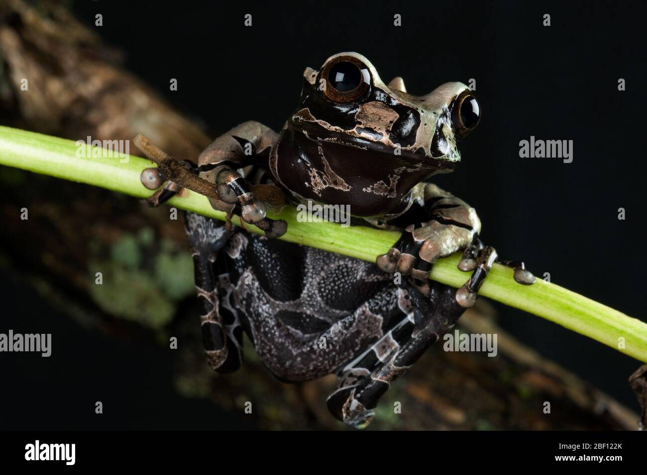 Spinyheaded Tree Frog. Art spinosa,Gattung Anotheca,Familie Hylidae