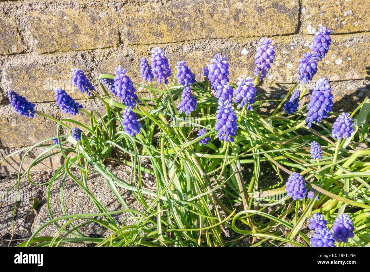 Schöne lila violette Traubenhyazinthe (lateinisch: Muscari botryoides) an einem sonnigen Frühlingstag Stockfoto