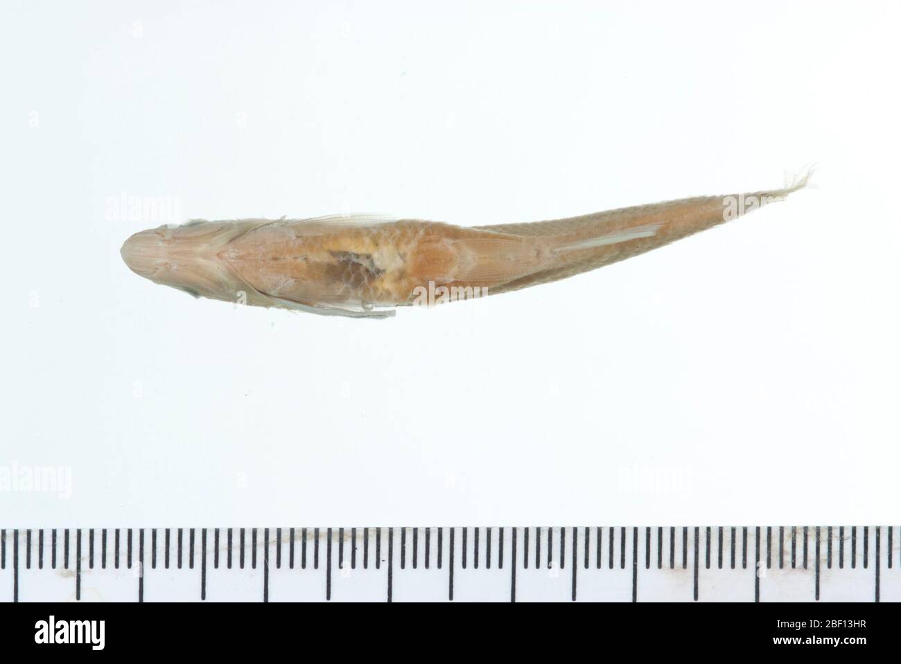 Codoma trichroistia. Lectotype Bezeichnung durch howell, W. m. und j. d. williams, 1971. notropis gibbsi, ein neuer Cyprinidenfisch aus dem tallapoosa-Flusssystem in alabama und georgia. Copeia, vol. 1971, no. 1, S. 63. Typstatus bestätigt durch c. r. gilbert, 1985.11. Mai 20181 Stockfoto