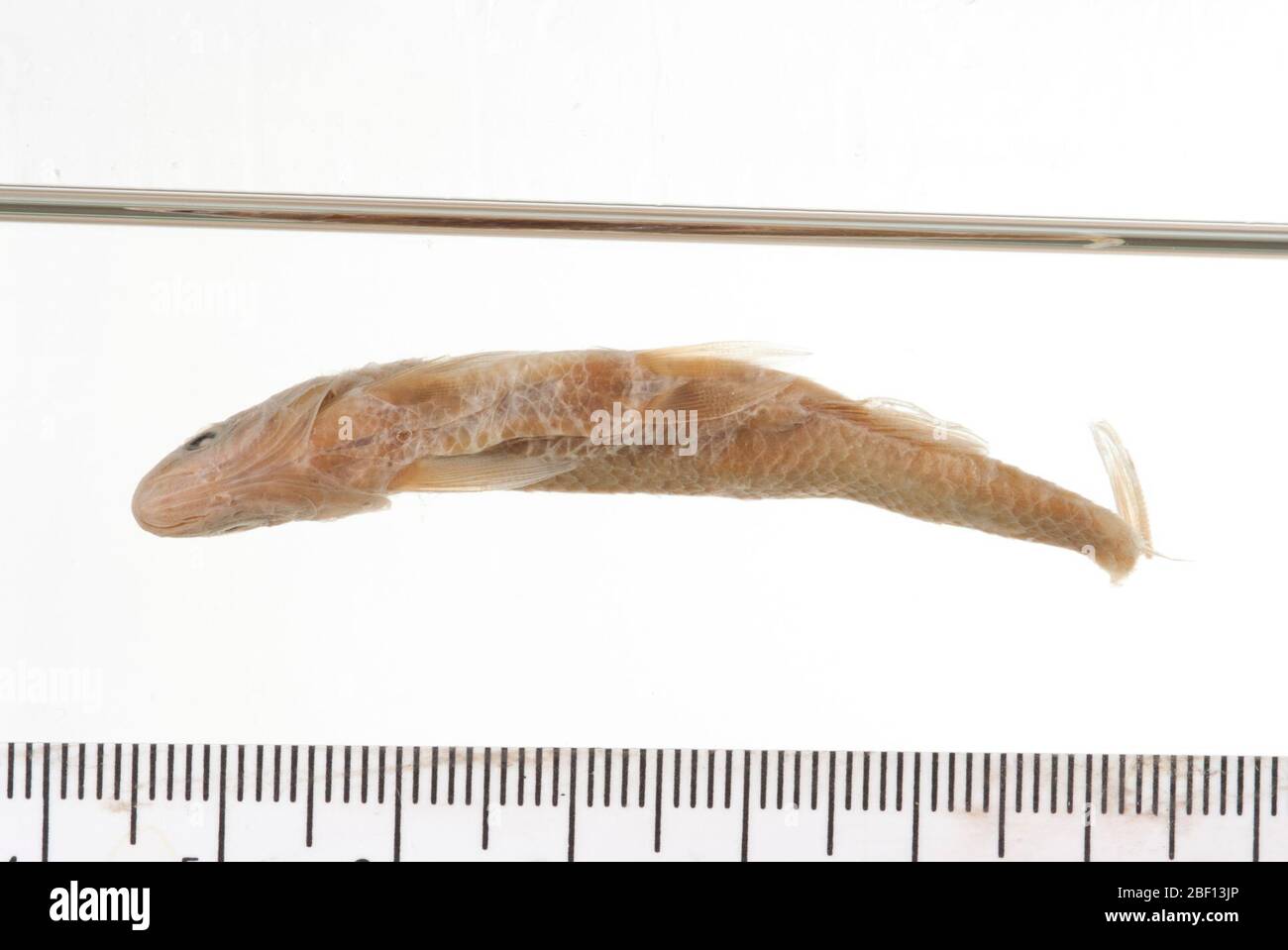 Cyprinella whipplii. Pharyngealknochen #2716 Typstatus bestätigt durch c. r. gilbert, 1985.Pharyngealzähne, 1 Bogen, in Osteo-TypentypenPharyngealkiefer, 1 Stück; gelagert in Osteo-Typentypen11 Apr 20171 Stockfoto