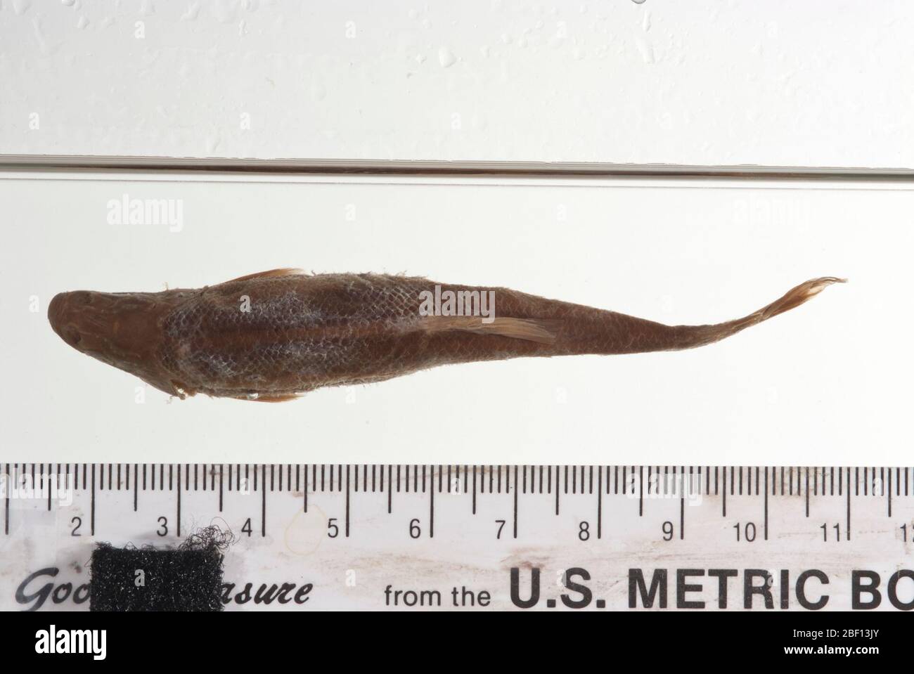 Argyreus nubilus. 1 Rachen in Osteo-Sammlung. Alkoholproben im Behälter lagern. Vormals Säugetiere Katalognummer 2664. Typstatus bestätigt durch C. R. Gilbert,1985.Pharyngealzähne, 1 Bogen, in Osteo-TypsammelnPharyngealkiefer; 1 Stück in Osteo-Typsammlung gelagert.11 Apr 20172 Stockfoto