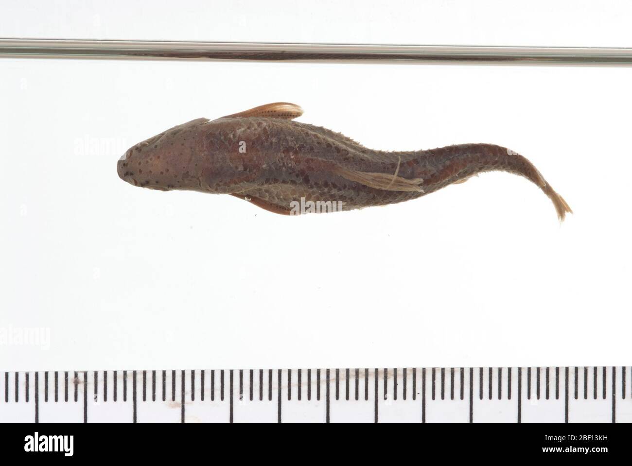 Dionda Couchi. 1 Rachen in Osteo-Sammlung. Alkoholproben im Behälter lagern. Vormals Säugetiere Katalognummer 2654. Typstatus bestätigt durch C. R. Gilbert, 1985.Pharyngealzähne, 1 Bogen, in Osteo-TypsammelnPharyngealkiefer; 1 Stück in Osteo-Typsammlung gelagert.11 Apr 20175 Stockfoto