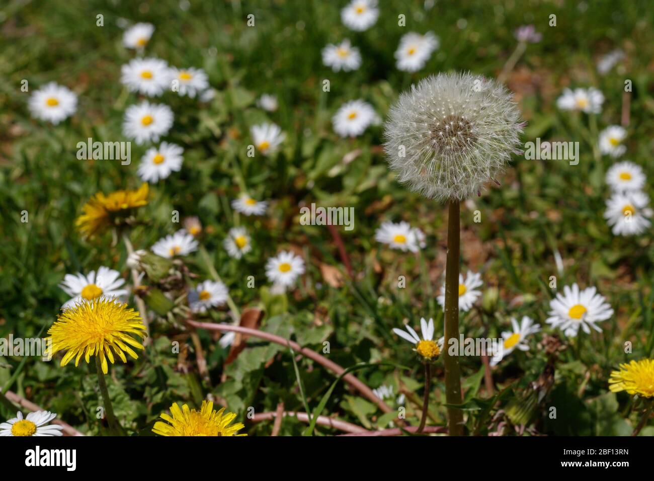 Löwenzahn im Feld aus nächster Nähe Stockfoto