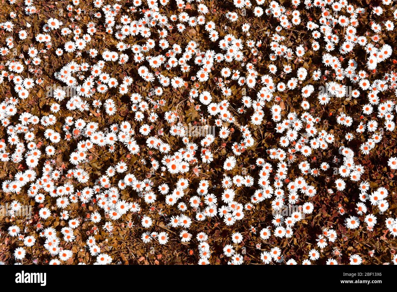 Abstraktes Hintergrundbild durch künstliche Farbmanipulation von Patch von Daises in einem Rasen mit weißen Gänseblümchen Köpfe orange Punkte & Gras UK erstellt Stockfoto