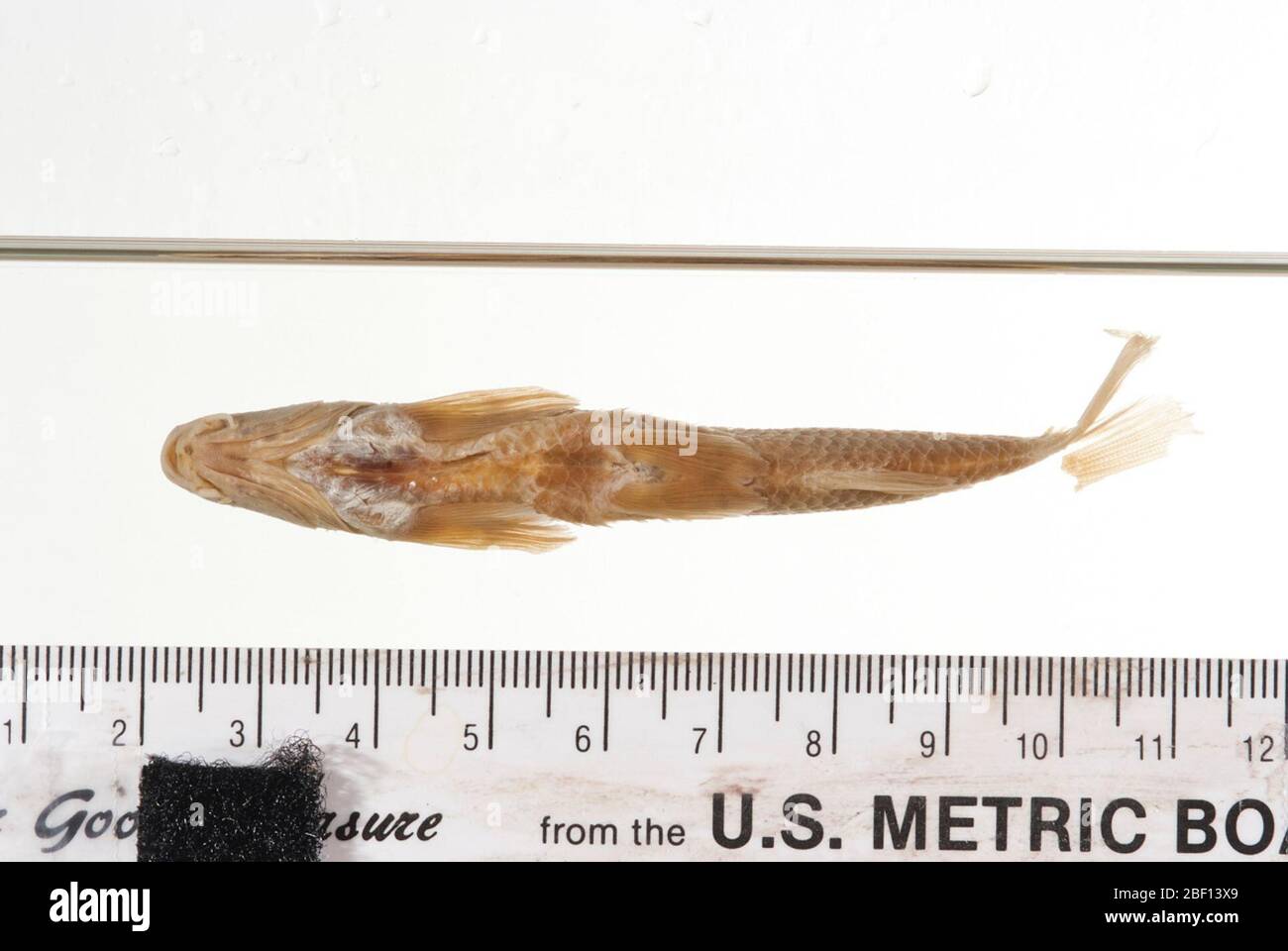 Catostomus clarkii. Pharyngealknochen #2736, 2 Bögen; 2 alch. Spez. Typstatus bestätigt durch c. r. gilbert, 1985.Pharyngealzähne, 2 Bögen, in Osteo TypentälePharyngealkiefer, 1 Stück; gelagert in Osteo Typentählung11 Apr 20174 Stockfoto