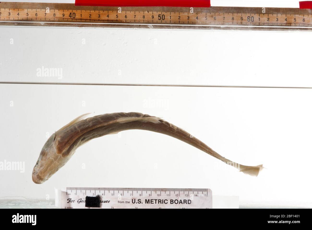 Gila elegans Baird Girard. Rachen-Zähne getrennt, Original-Nr. 2800, jetzt in Fläschchen im Glas; Probe rekatalogd als usnm 2007Pharyngealzähne, 1 Bogen, in der Osteo-TypentstehungPharyngealkiefer, 1 Stück; gelagert in der Osteo-Typentstehung11 Apr 20171 Stockfoto