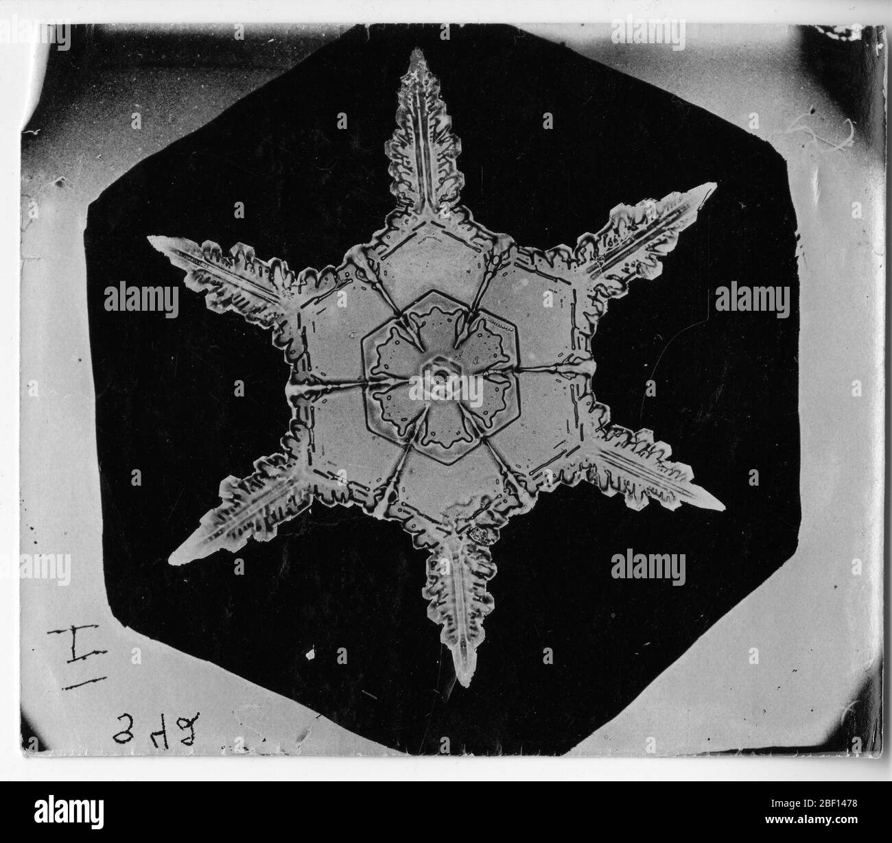 Bentley Snowflake 342 c 1890. Alternate ID: SPI 274Wilson A. Bentley wurde zum ersten Mal in seiner Kindheit auf einer Farm in Vermont vom Schnee fasziniert und experimentierte jahrelang mit Möglichkeiten, einzelne Schneeflocken zu betrachten, um ihre kristalline Struktur zu untersuchen. Stockfoto