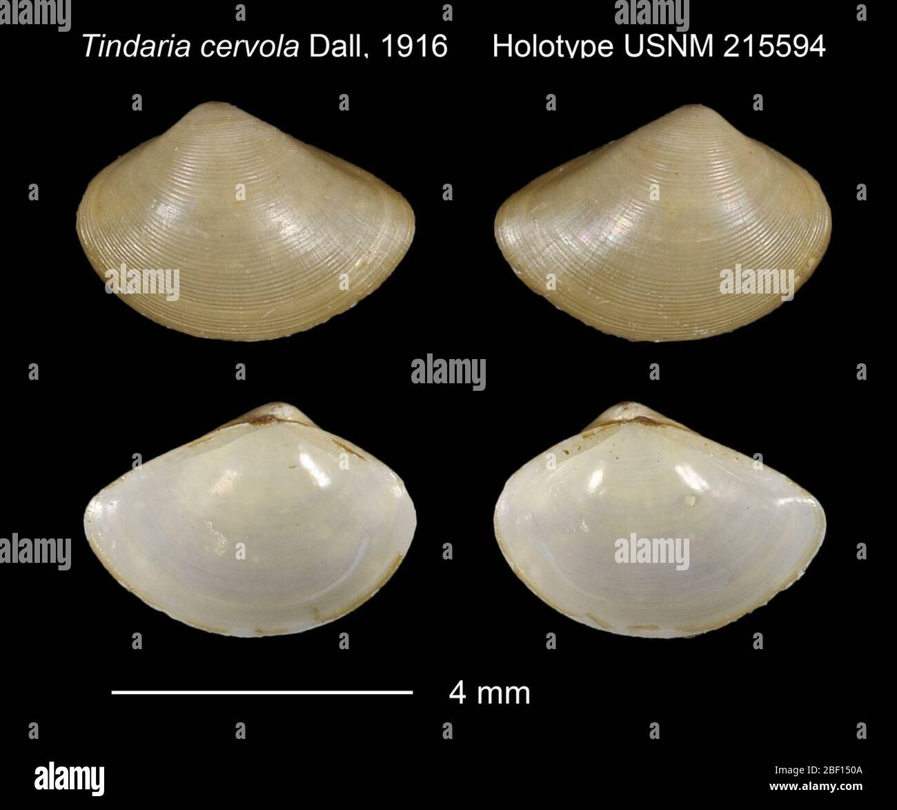 Tindaria cervola. 20. Januar 201629231 Stockfoto