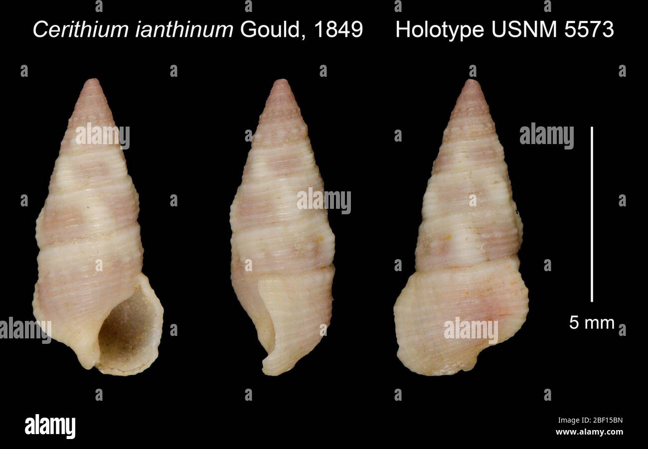 Cerithium ianthinum. 20. Januar 20161 Stockfoto