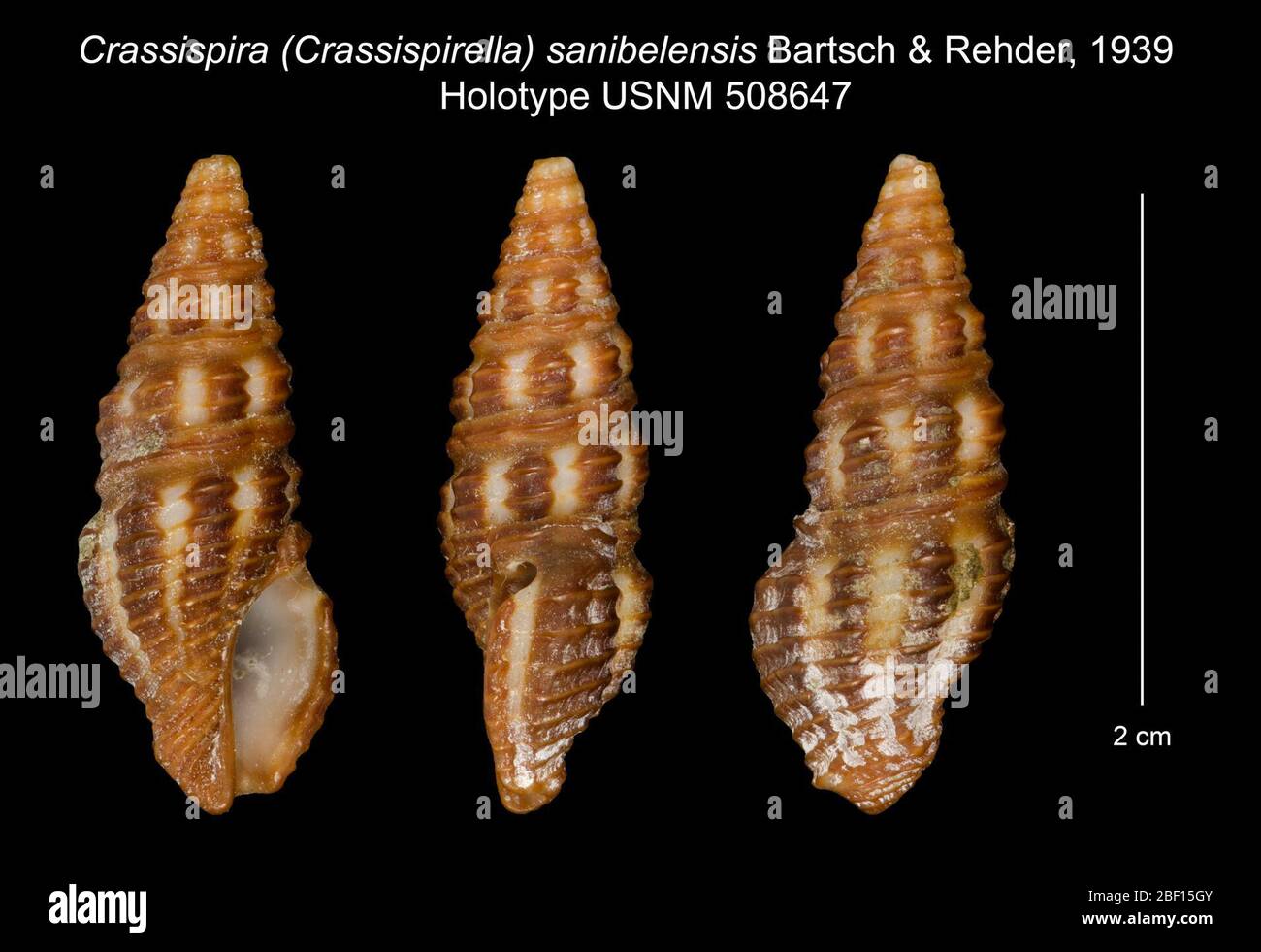 Crassispira Crassispirella sanibelensis. 20. Januar 20161 Stockfoto
