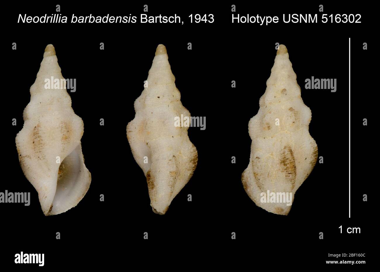 Neodrillia barbadensis. März 15 NICHT REC.1 Stockfoto