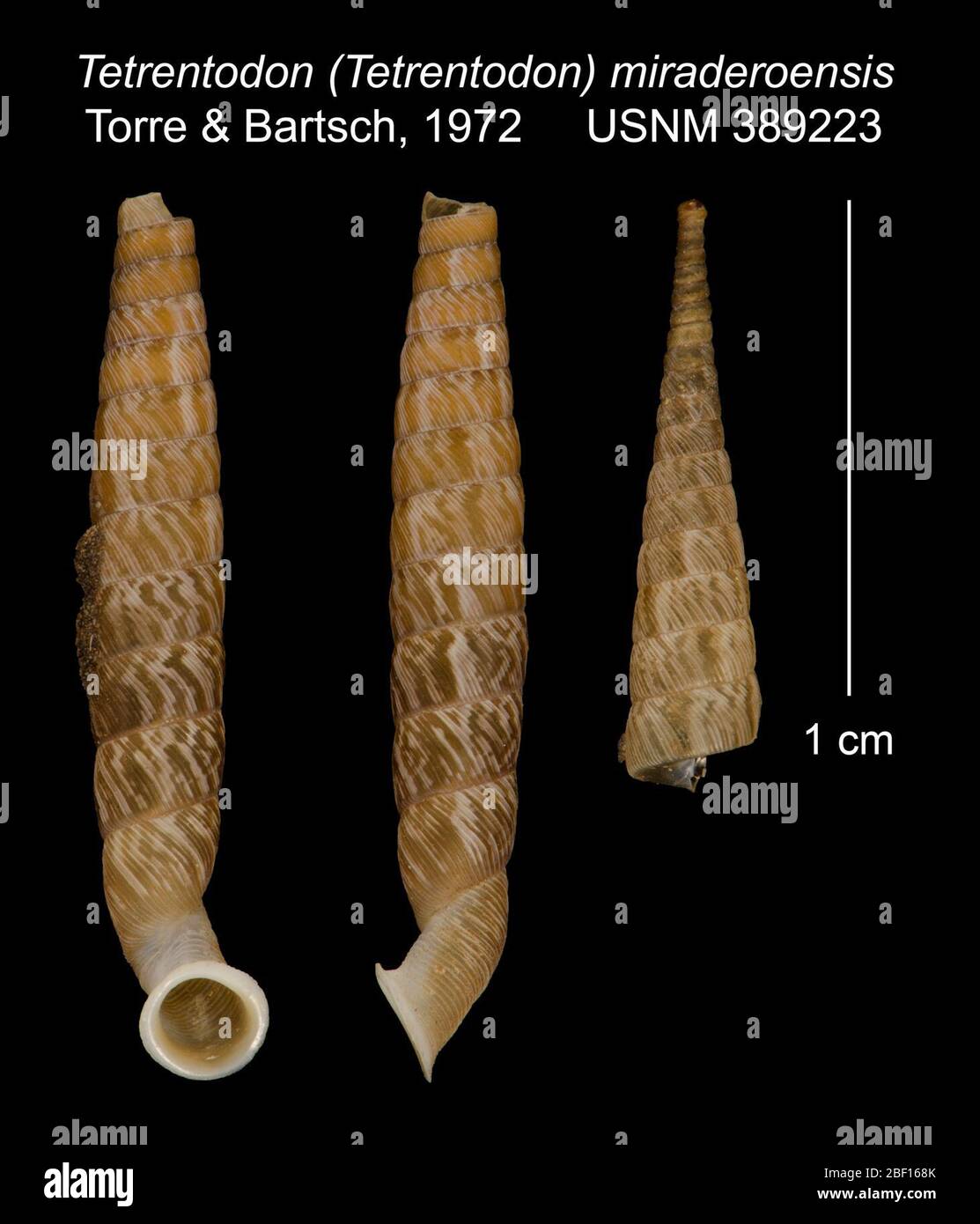 Tetrentodon Tetrentodon miraderoensis. W. R. Bacon-Stipendium31. Oktober 20172 Stockfoto