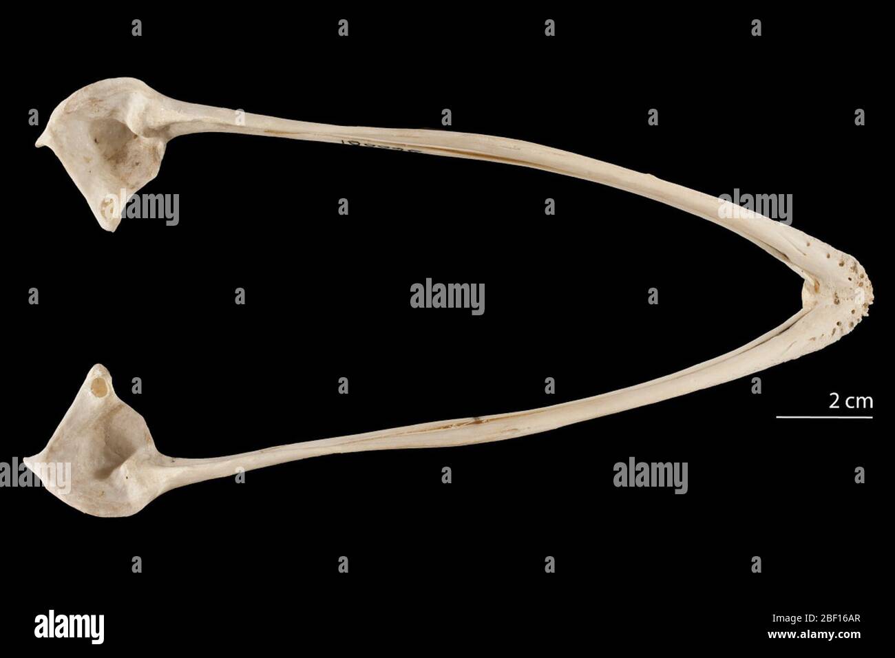 Struthio camelus. August 20141, 13 Stockfoto