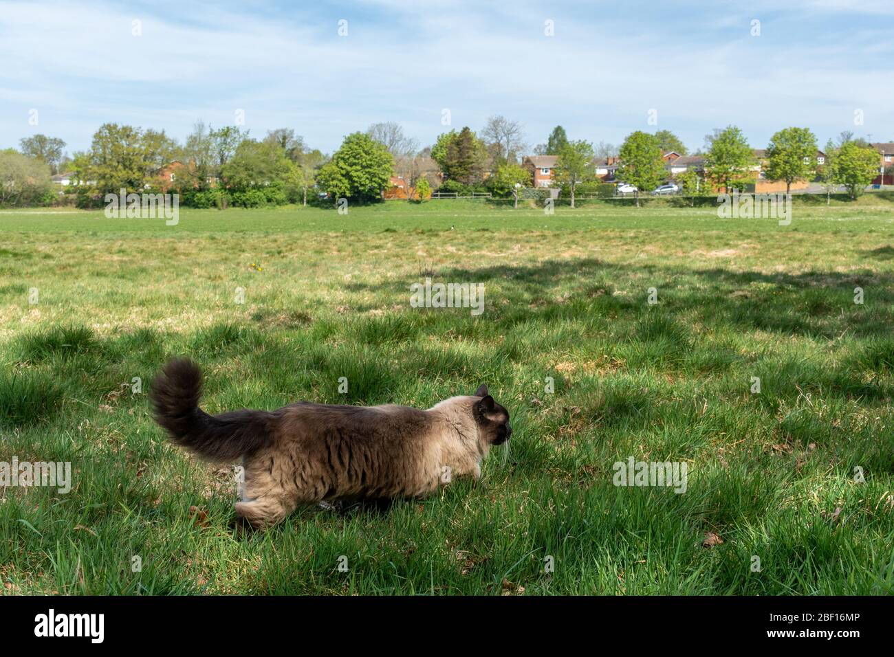 Hauskatze (Felis catus), die durch raues Gras am Rande eines Feldes in der Nähe einer Wohnsiedlung auf der Suche nach kleinen Säugetieren oder Vögeln zum Jagen, Großbritannien Stockfoto