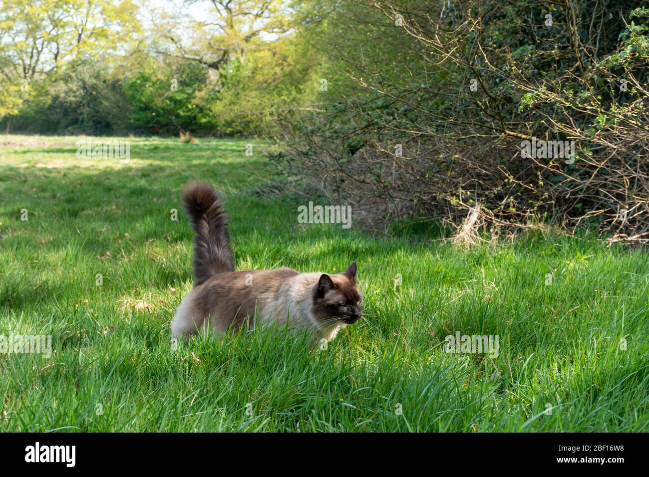 Hauskatze (Felis catus), die durch raues Gras am Rande eines Feldes in der Nähe einer Wohnsiedlung auf der Suche nach kleinen Säugetieren oder Vögeln zum Jagen, Großbritannien Stockfoto