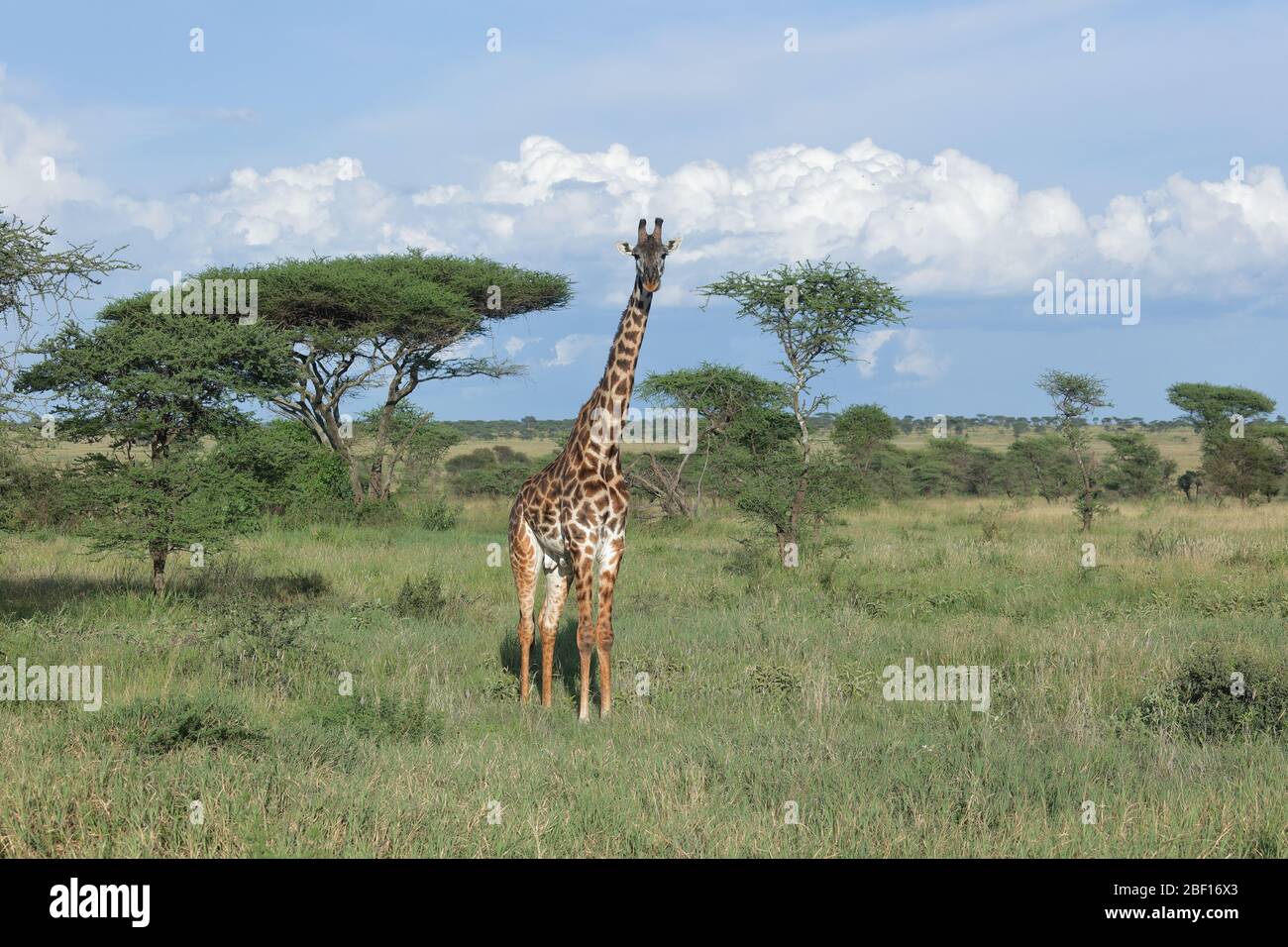 Die Masai-Giraffe, auch Maasai-Giraffe, auch Kilimandscharo-Giraffe genannt, ist die größte Unterart der Giraffe. Stockfoto