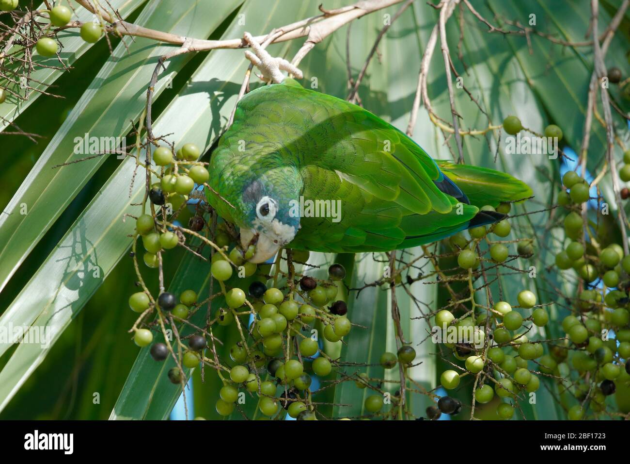 Die Hispaniolan amazon oder Hispaniolan Papagei ist eine Pflanzenart aus der Gattung der Papagei in der Familie Psittacidae. Stockfoto