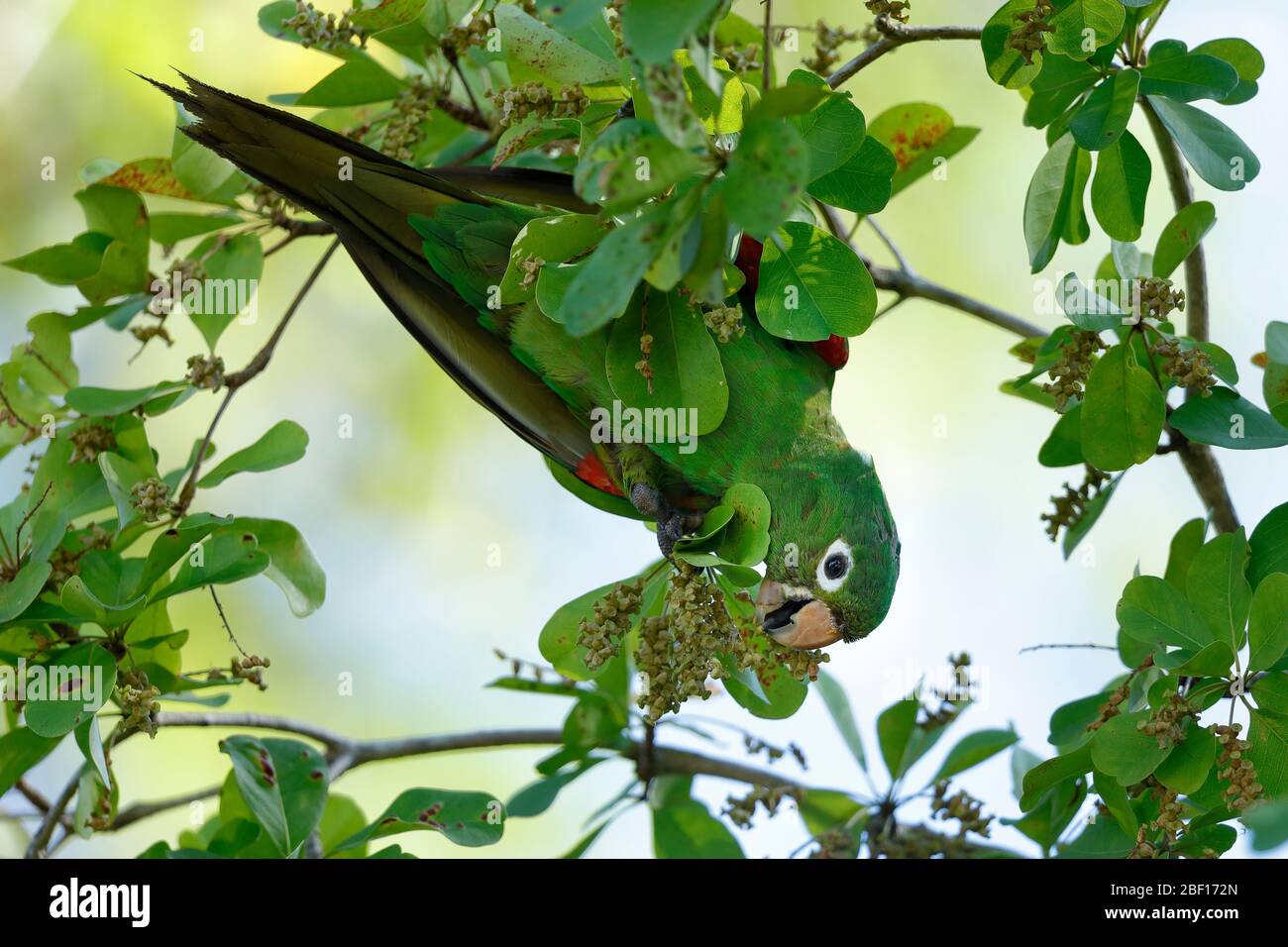 Der Hispaniolan Sittich oder perico ist eine Papageienart aus der Familie Psittacidae. Es ist endemisch auf der Insel Hispaniola. Stockfoto