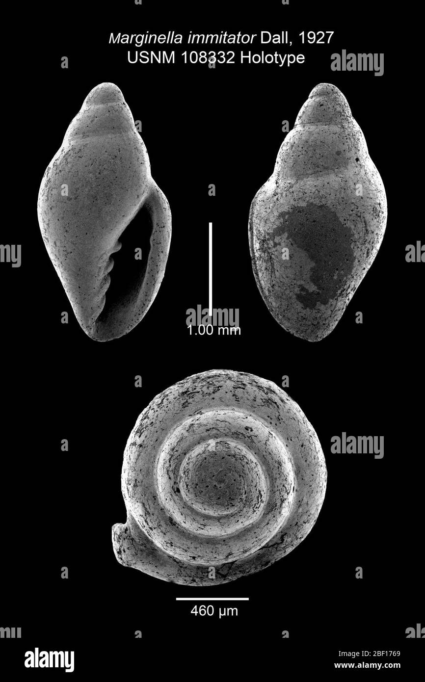 Marginella immitator. 20. Januar 201624151 Stockfoto