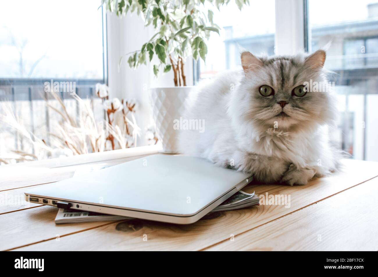 Süße und flauschige Katze, die auf einem Tisch neben einem Laptop liegt. Zimmer voller Sonnenlicht. Stockfoto