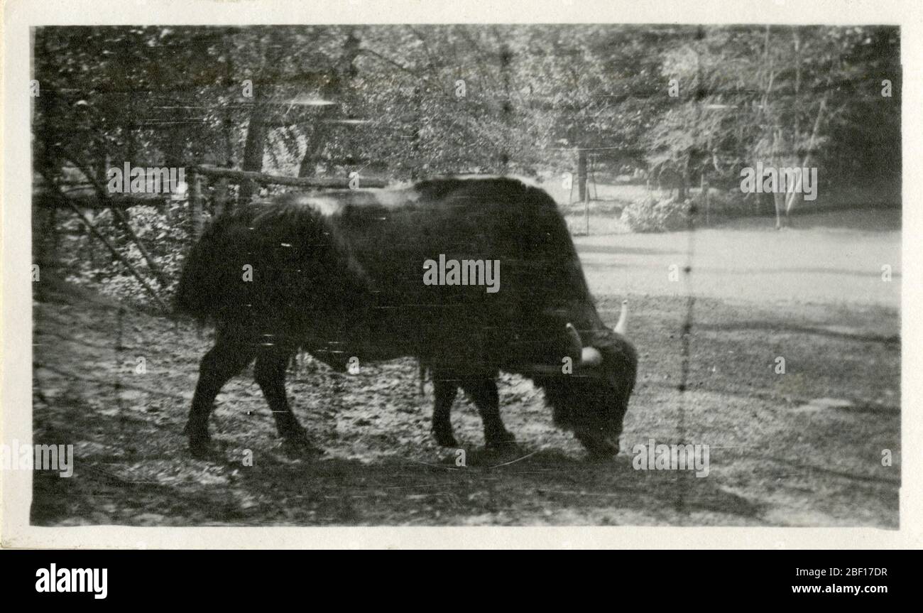 Ansichten des National Zoological Park in Washington DC mit Eisbären. Smithsonian Institution Archives, Record Unit 7355, Martin A. Gruber Photograph Collection, Image No. SIA2010-2400Smithsonian Institution Archives, Capital Gallery, Suite 3000, MRC 507; 600 Maryland Avenue, SW; Washington, DC 20024-2520 Stockfoto