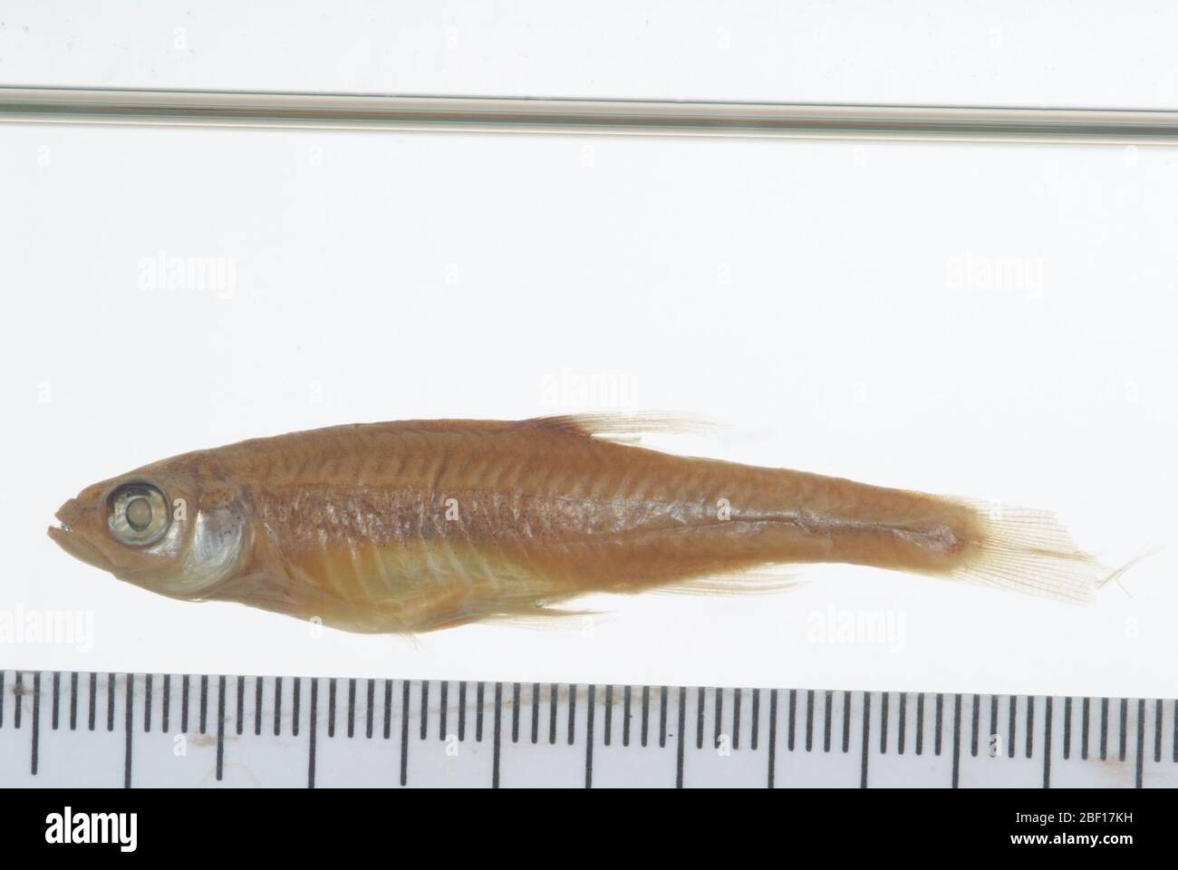 Notropis lythrurus. Specs. Entfernt vom Typstatus. Siehe gilbert, c. r., 1978. Typenkatalog der nordamerikanischen Cypriniden Fischgattung notropis. bulletin des florida State Museum, Biologische Wissenschaften, Band 23, Nr. 1, S. 58, zur vollständigen Erklärung.10. Okt. 20191 Stockfoto