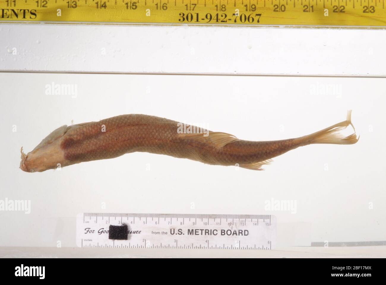 Lavinia exilicauda. Pharyngealknochen #2765, 1 Bogen; 2 alch. Specs. Typstatus bestätigt durch c. r. gilbert, 1985. 002 Exemplare, die zuvor in der Hauptliste aufgeführt waren.Pharyngealzähne, 1 Bogen, in der Sammlung OsteoPharyngealkiefer, 1 Stück; in der Sammlung Osteo lagert18. Jul 20183 Stockfoto