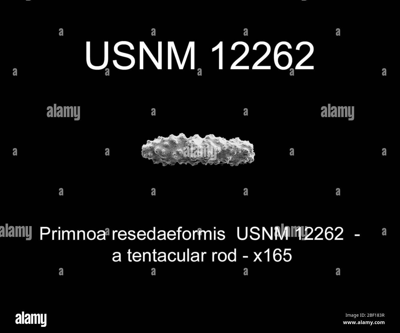 Primnoa resedaeformis. 22. Dezember 201425276 Stockfoto