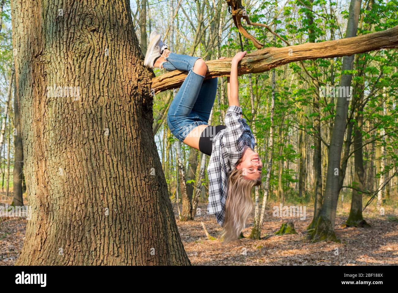 Junge Frau hängt kopfüber mit gekreuzten Beinen von einem dicken Ast. Seitenansicht. Standort: Deutschland, Nordrhein-Westfalen, Hoxfeld Stockfoto