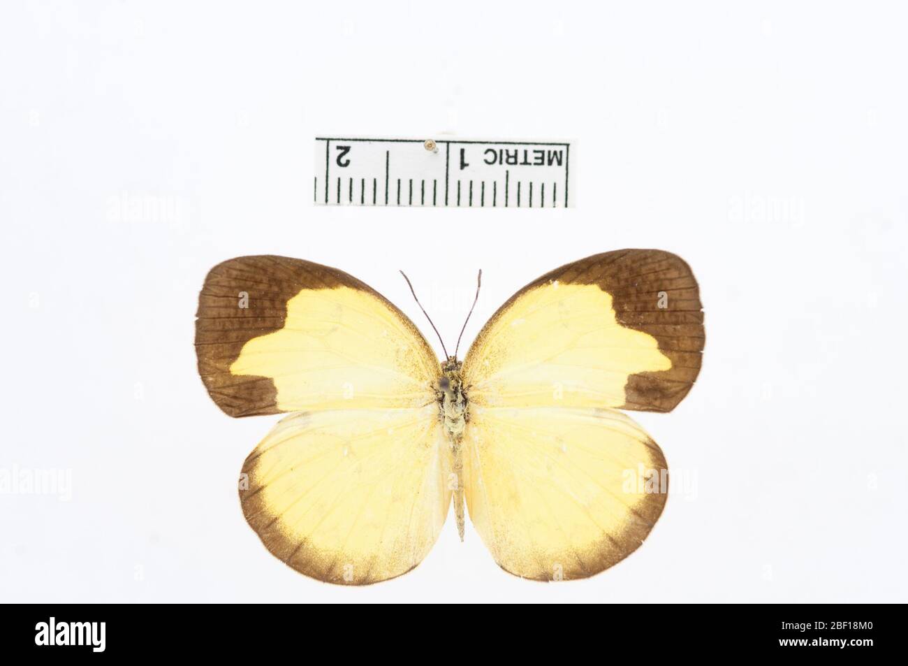 EUREMA Sari. Juli 20161, 14 Stockfoto