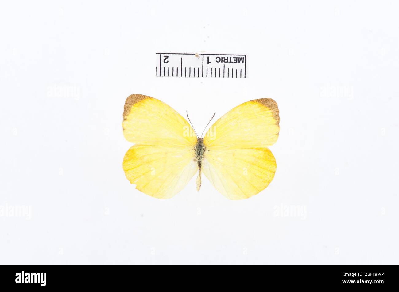 Pyrisitia dina. 23 März 20201 Stockfoto