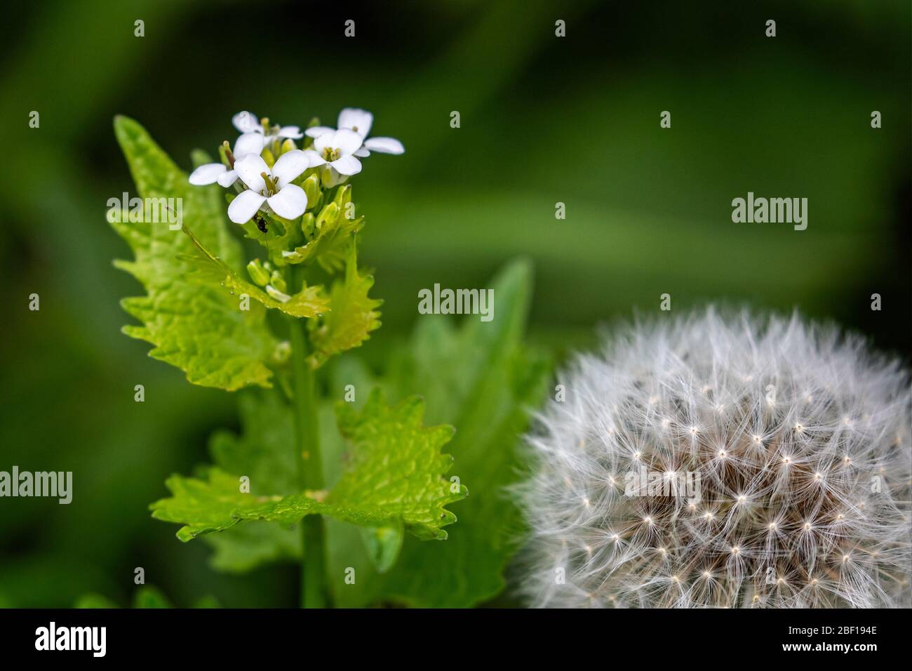 Nahaufnahme der weißen HeckenKnoblauchblume mit Löwenzahn im Vordergrund Stockfoto