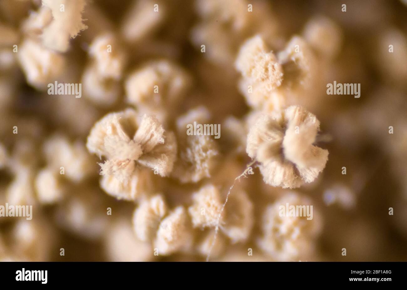 Aspergillus (Schimmel) unter Mikroskopsicht im Labor. Stockfoto