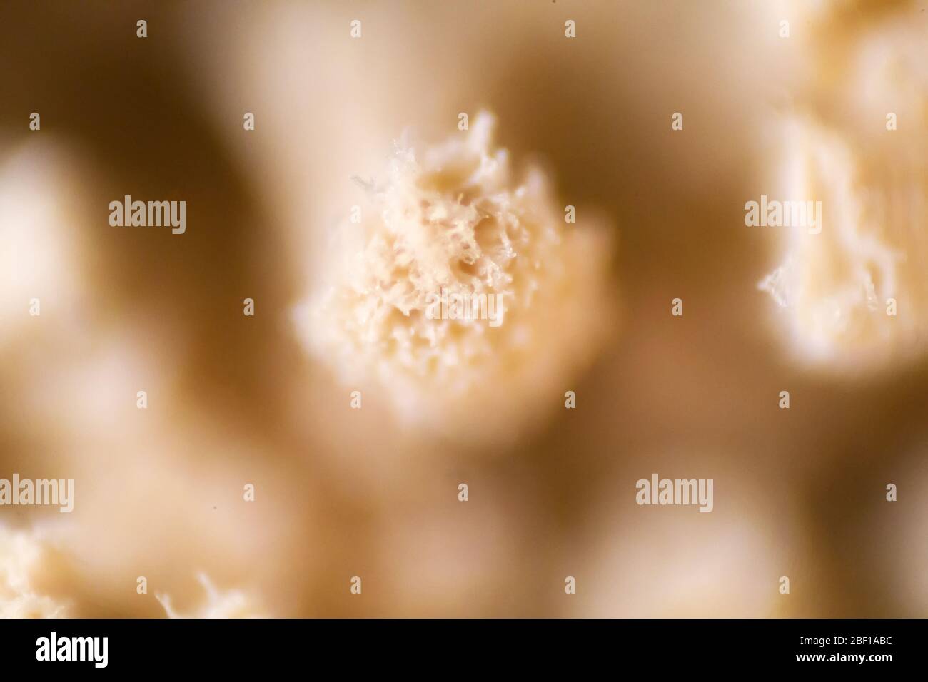 Aspergillus (Schimmel) unter Mikroskopsicht im Labor. Stockfoto
