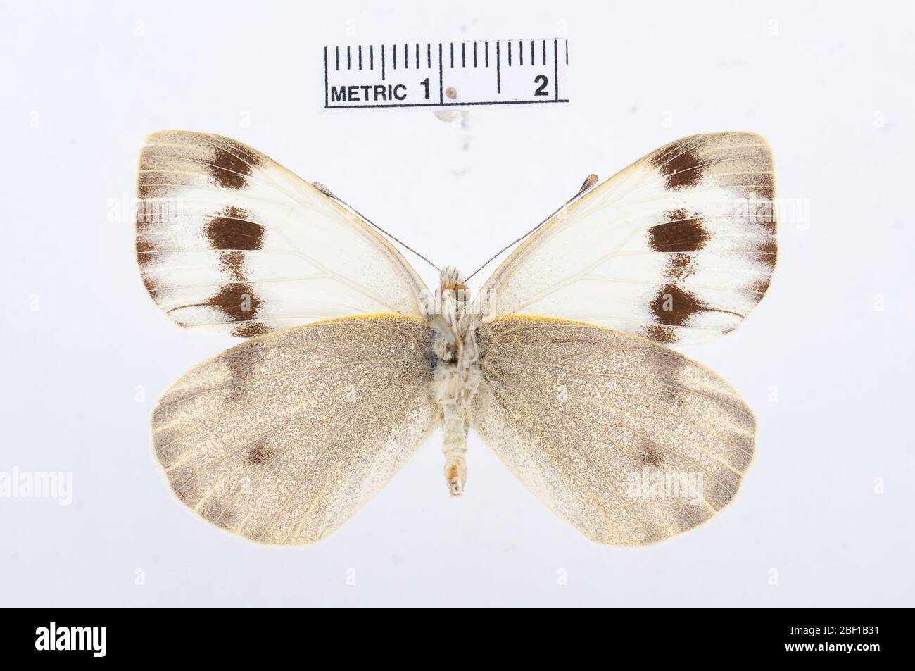 Pieris deota. Juli 20161, 14 Stockfoto